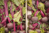 Close-up of fresh radish in supermarket — Stock Photo