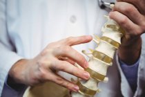 Imagem cortada de fisioterapeuta segurando modelo de coluna na clínica — Fotografia de Stock