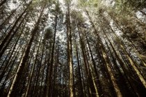 Низкий угол обзора деревьев, растущих в лесу — стоковое фото