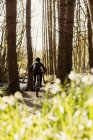 Vista posteriore di mountain bike equitazione nella foresta — Foto stock