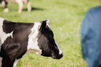 Vache debout au champ herbeux par une journée ensoleillée — Photo de stock