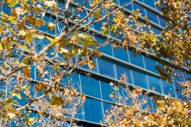 Urban scene of building and tree in daylight — Stock Photo