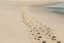 Відбитки слідів в піску на пляжі — стокове фото