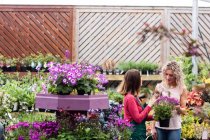 Florist showing flowers to woman in garden centre — Stock Photo