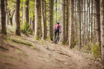 Вид сзади на катание на горных велосипедах среди деревьев в лесу — стоковое фото
