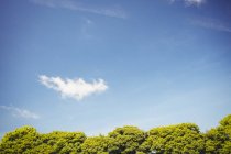 Green trees foliage against blue sky — Stock Photo