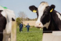 Primer plano de las vacas de pie mientras los trabajadores agrícolas caminan en el campo herboso - foto de stock