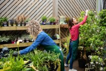 Две флористки работают вместе в садовом центре — стоковое фото