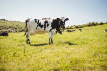 Корова, стоящая на травянистом поле днем — стоковое фото