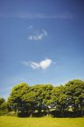 Fogliame di alberi verdi contro il cielo blu — Foto stock