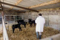 Vista posteriore del veterinario che esamina i vitelli a capannone — Foto stock