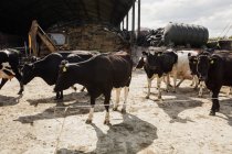 Vacas de pie en el campo contra granero - foto de stock