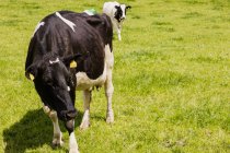 Коровы, стоящие на травянистом поле в солнечный день — стоковое фото