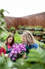 Two female florists pruning flowers with pruning shears in garden centre — Stock Photo