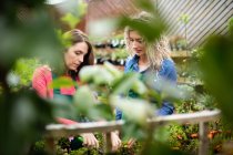 Two female florists pruning plants with pruning shears in garden centre — Stock Photo