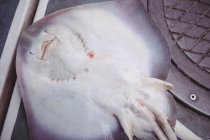 Primer plano de peces rayo muertos en el suelo del barco - foto de stock