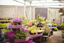 View of potted plants and flowers in garden centre — Stock Photo