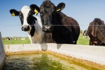 Cattle standing by trough at field against clear sky — Stock Photo