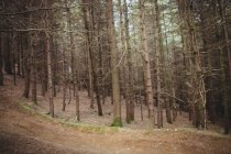 Arbres sur le terrain en forêt — Photo de stock
