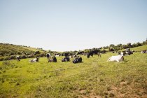 Herd of cows in grassy field in daytime — Stock Photo