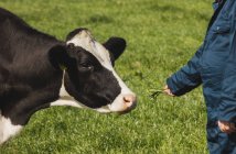 Landwirt füttert Kuh auf Feld mit Gras — Stockfoto