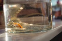 Крупный план золотой рыбы в стеклянной банке в магазине — стоковое фото