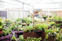View of potted plants in garden centre — Stock Photo