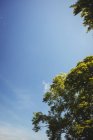 Листя зелених дерев на тлі блакитного неба — стокове фото
