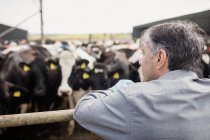 Вид ззаду чоловіка, що стоїть проти корів — стокове фото