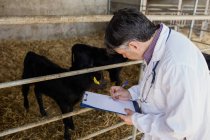 Veterinaria examinando terneros por valla en el granero - foto de stock