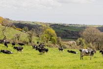 Vacas no monte gramado contra o céu — Fotografia de Stock