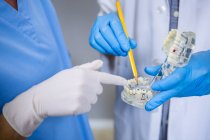 Section médiane du dentiste et assistant dentaire étudiant le modèle de la bouche à la clinique dentaire — Photo de stock
