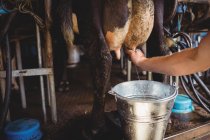 Nahaufnahme eines Mannes beim Melken einer Kuh im Stall — Stockfoto