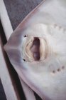 Primo piano di pesci morti raggio sul pavimento della barca — Foto stock