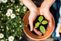 Image recadrée de jardinier tenant une plante avec de la terre dans les mains dans le centre de jardin — Photo de stock