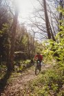 Ciclista de montaña en medio de árboles en el bosque - foto de stock