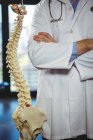 Sezione centrale del fisioterapista in piedi accanto al modello di colonna vertebrale in clinica — Foto stock