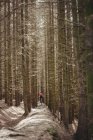 Distancia vista del ciclista de montaña montando en el camino de tierra en medio de los árboles en el bosque - foto de stock