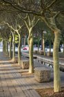 Camino bordeado de árboles a través de un parque a la luz del día - foto de stock