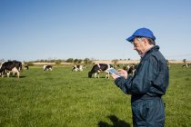 Vue latérale de l'agriculteur utilisant une tablette numérique pendant le pâturage des vaches sur le terrain — Photo de stock