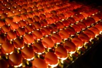 Œufs dans la qualité de contrôle de l'éclairage dans l'usine d'œufs — Photo de stock