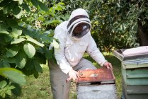 Imker putzt Bienenbüschel im Bienengarten — Stockfoto
