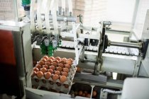 Ovos em movimento na linha de produção na fábrica — Fotografia de Stock