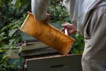 Imker entfernen Bienenwaben aus Bienenstock im Bienengarten — Stockfoto