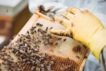 Imagen recortada del apicultor sosteniendo el marco de miel - foto de stock