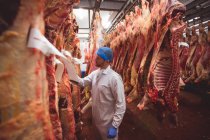 Boucher examinant la viande rouge suspendue dans la salle de stockage à la boucherie — Photo de stock