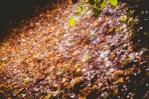 Крупный план листьев на грунтовой дорожке осенью — стоковое фото