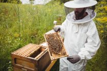 Beekeeper holding and examining beehive in field — Stock Photo