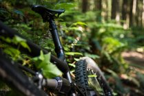 Primo piano del dettaglio della bicicletta nella foresta alla luce del sole — Foto stock