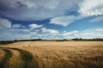 Вид на поле и небо в сельской местности — стоковое фото
